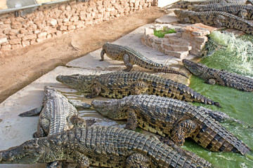 crocodiles