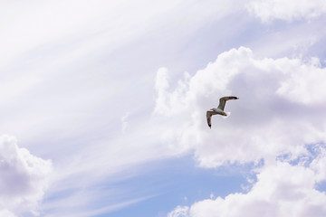A seagull flies against a beautiful blue sky and clouds. Photo of a bird in flight.
