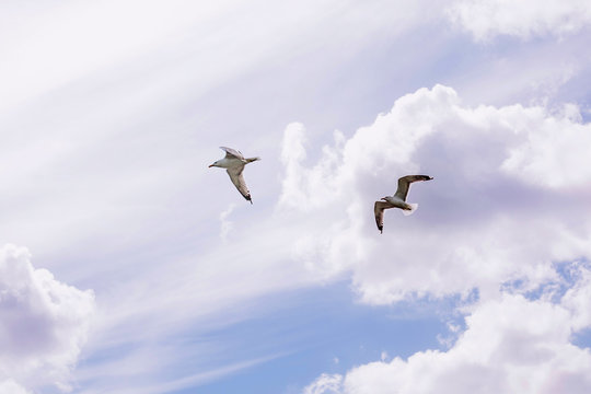 Two seagulls are flying against the backdrop of a beautiful blue sky and clouds. Photo of white birds in flight.