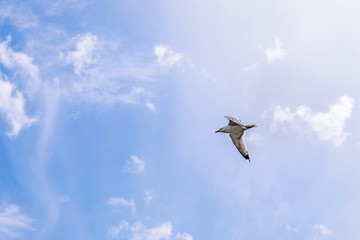 A seagull flies against a beautiful blue sky and clouds. Photo of a bird in flight.