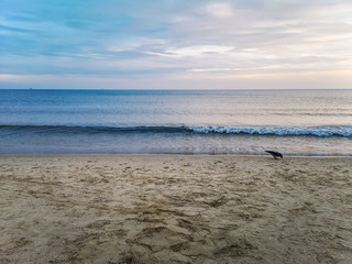 Raven walking on beach near water over Baltic Sea in Swinoujscie at november
