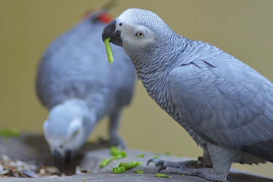 Close-up Of African Grey Parrots Feeding On Plant