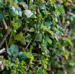 Green leaves background