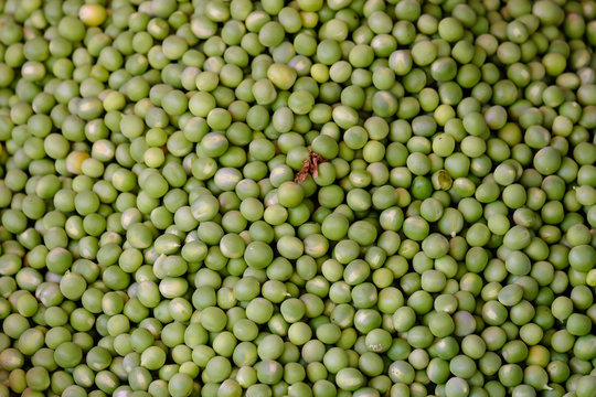 Green peas texture background from the top view. Healthy fresh green peas in a greenhouse on an organic farm. Royalty high-quality free stock image of beans. Nature photography.