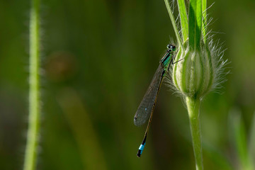 libelle