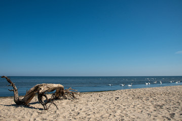 Baum am Strand