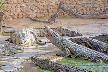crocodile