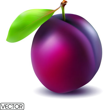 plum isolated on white background. Vector EPS