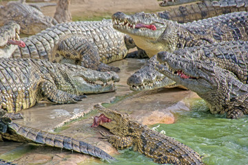 crocodile