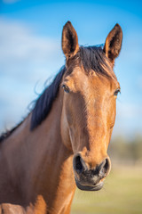 Image of young horse on the field
