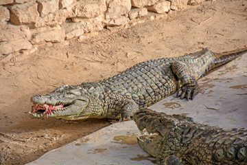 alligator in the everglades