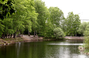 trees in the park