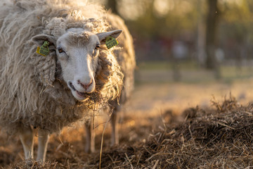 Image of sheep on the coutry side farm during sunset