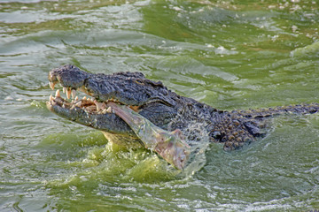 alligator in the everglades