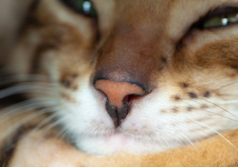 A Bengal cat lies and looks at the camera