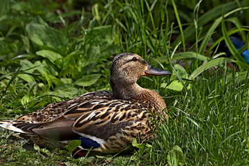 duck on the grass