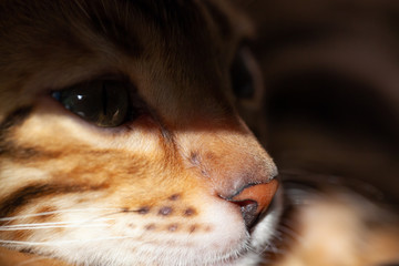 A Bengal cat lies in the sun