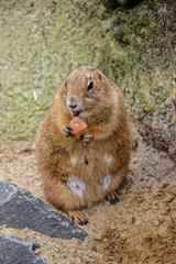 Präriehund isst eine Möhre