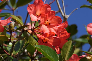 Beautiful red blossom on a tree with blue sky in the background