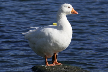 Beautiful domestic goose standing on a stone in a lake