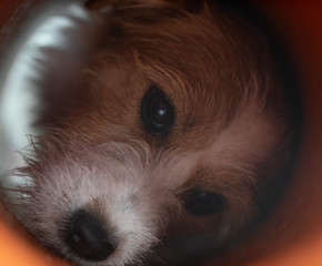 Jack Russell pretends to hunt rats in the sewers - Powered by Adobe