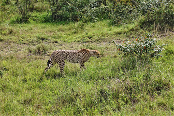 Kenya wildlife A graceful cheetah walks along the green grass of the savannah. Beautiful spotted fur, a long tail, an attentive look.