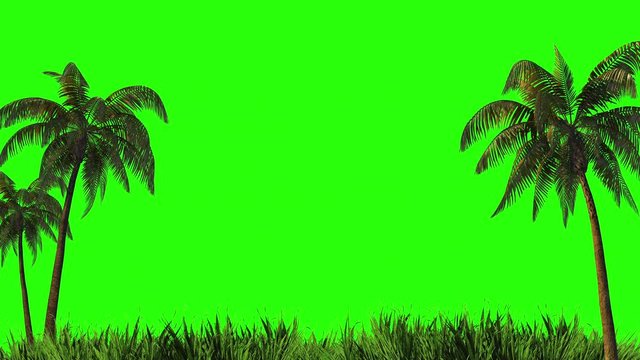 Harvesting, design palm trees and grass on a green background. 
Green screen for keying and alpha channel
