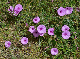 Close up of Convolvulus althaeoides growing will in the Mediterranean countryside