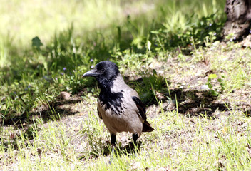 crow on the grass