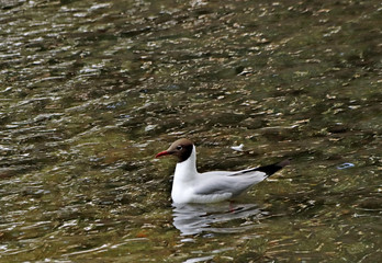 white duck in the water