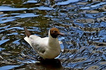 duck in the water