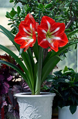 Amaryllis 'Star of Holland' in a indoor plant container
