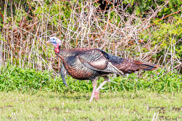 Wild Turkey strut © Dave