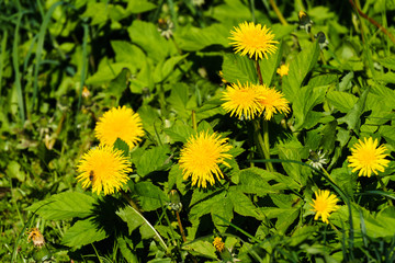 Fluffy yellow dandelions among the grass in a green meadow.