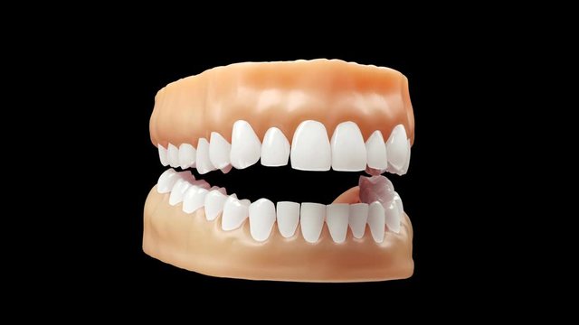 Realistic teeth model with alpha channel, looping 4k video