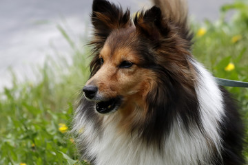 border collie dog