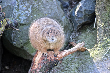 Dicker Pr&auml;riehund wacht auf einem Ast