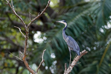 Black-headed heron (Ardea melanocephala)