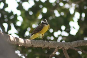 luis gordi cuello cantando en el árbol