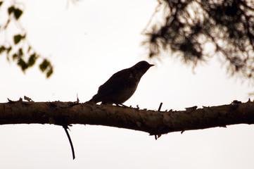Silhouette of a bird on a tree against the sky