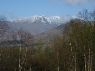 Snow capped mountain beyond birch wood