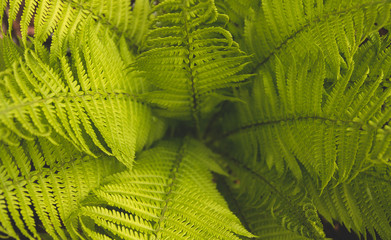 Fern leaves in the garden. Fern background. Young fern leaves.