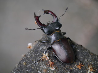 Großer Hirschkäfer in freier Natur