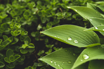 Wet blue hosta leaves after rain. Hosta in the garden. Drops of water on the leaves.