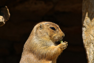 Pr&auml;riehund frisst