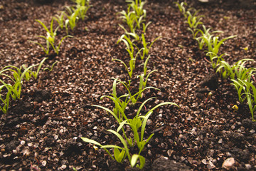 Young shoots of spinach in the vegetable garden. Germination of spinach seeds.