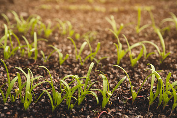 Young shoots of spinach in the vegetable garden. Germination of spinach seeds.