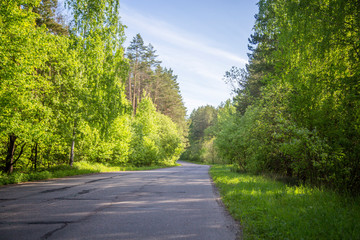 Fototapeta na wymiar road in a pine forest on a sunny day