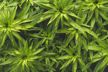 Young shoots of lilies in the garden. Wet leaves of lilies after the rain.
