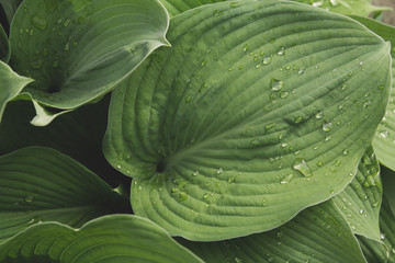 Obraz premium Wet blue hosta leaves after rain. Hosta in the garden. Drops of water on the leaves.